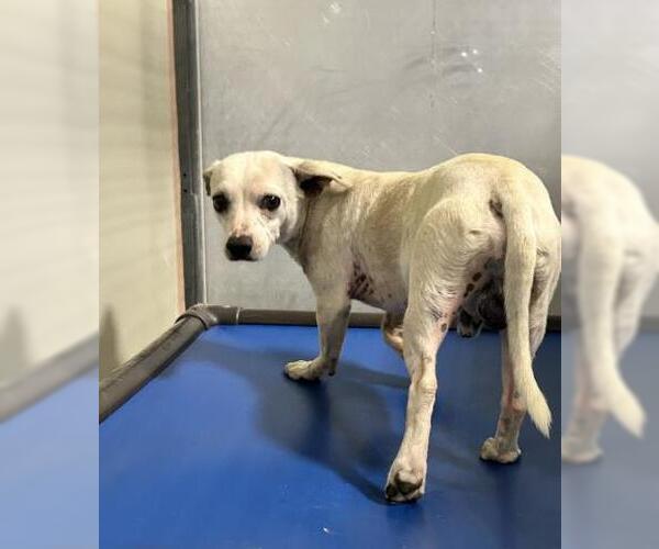 Medium Photo #1 Chihuahua Puppy For Sale in Bakersfield, CA, USA