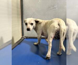 Chihuahua Dogs for adoption in Bakersfield, CA, USA