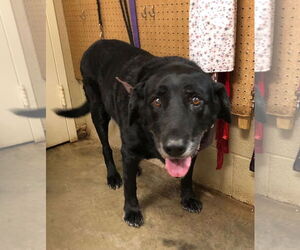 Labrador Retriever Dogs for adoption in Amarillo, TX, USA