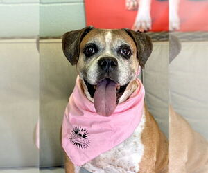 Ebba - Silver Heart - Female Boxer Dog for Adoption - Photo #5