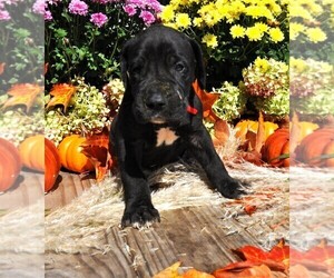 Great Dane Dog for Adoption in BANGOR, Wisconsin USA