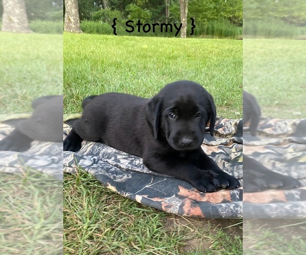 Medium Photo #6 Labrador Retriever Puppy For Sale in SWANTON, MD, USA