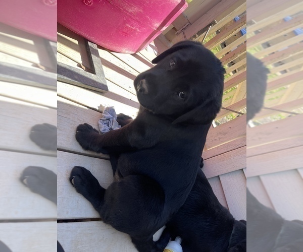 Medium Photo #5 Labrador Retriever Puppy For Sale in FREDERICKSBURG, VA, USA