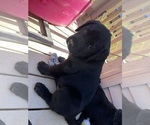 Small #4 Labrador Retriever