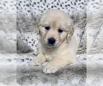 Small Photo #7 English Cream Golden Retriever Puppy For Sale in ORLANDO, FL, USA