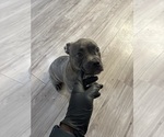 Small #5 American French Bull Terrier