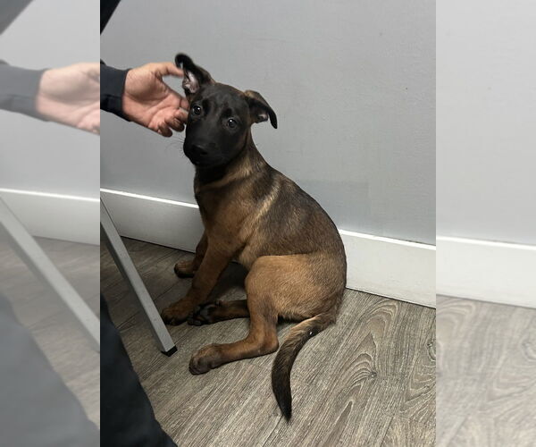 Medium Photo #2 Mutt Puppy For Sale in Imlay City, MI, USA