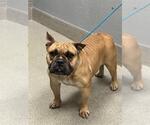 *BUFFALINA - Female Mutt Dog for Adoption - Small photo