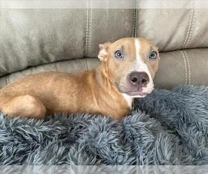 American Pit Bull Terrier-Unknown Mix Dogs for adoption in Las Vegas, NV, USA