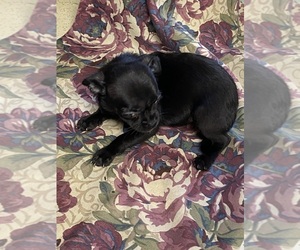 Chihuahua Puppy for Sale in SALUDA, South Carolina USA