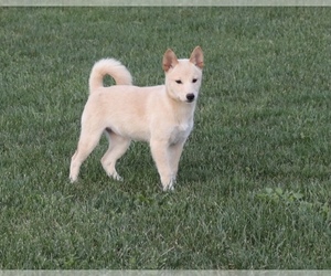 Shiba Inu Puppy for sale in SHILOH, OH, USA