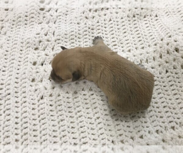 Medium Photo #3 Havachon Puppy For Sale in NIANGUA, MO, USA