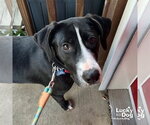 Small #3 Labrador Retriever-Retriever  Mix