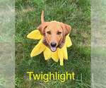 Small #5 Redbone Coonhound Mix
