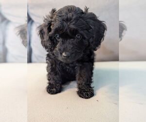 Cockapoo Puppy for sale in TULSA, OK, USA