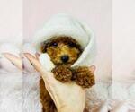 Small #25 Poodle (Toy)
