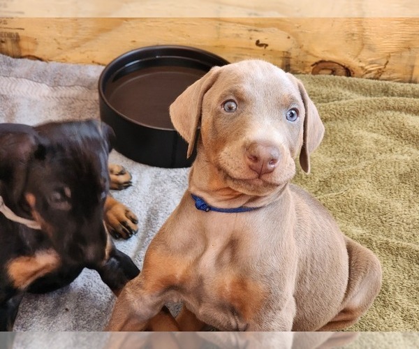 Medium Photo #12 Doberman Pinscher Puppy For Sale in CLINTON, OH, USA