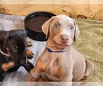 Small #11 Doberman Pinscher