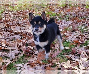 Shiba Inu Puppy for sale in CLARK, MO, USA