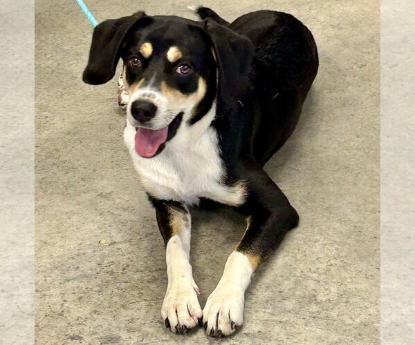 Medium Photo #2 Beagle-Unknown Mix Puppy For Sale in Batavia, OH, USA