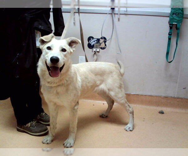 Medium Photo #1 Labrador Retriever-Unknown Mix Puppy For Sale in Martinez, CA, USA