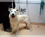 Small Labrador Retriever Mix
