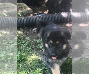 German Shepherd Dog Puppy for sale in ARCADIA, IL, USA