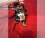 Small Photo #5 Dachshund Puppy For Sale in LARGO, FL, USA