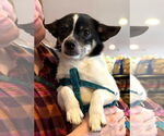 Small #4 Chihuahua Mix