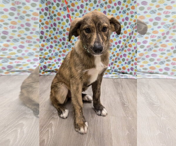 Medium Photo #6 Australian Shepherd-Unknown Mix Puppy For Sale in Attalka, AL, USA