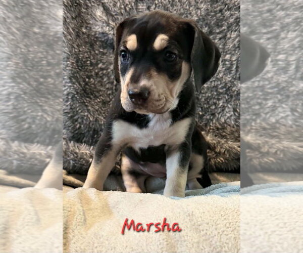 Medium Photo #1 Beagle-Staffordshire Bull Terrier Mix Puppy For Sale in Anchorage, AK, USA