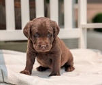 Small #2 Labrador Retriever