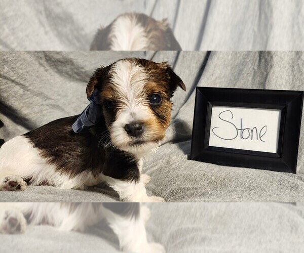 Medium Photo #1 Yorkshire Terrier Puppy For Sale in WEST BRANCH, MI, USA
