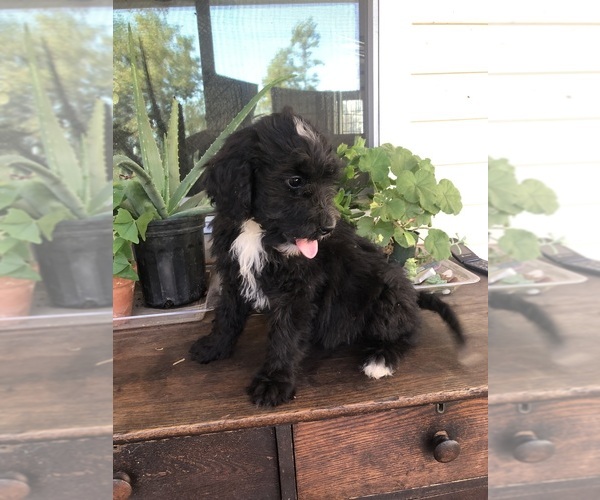 Medium Photo #8 Bernedoodle Puppy For Sale in AUGUSTA, WV, USA