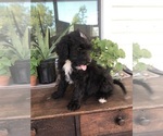 Small Photo #8 Bernedoodle Puppy For Sale in AUGUSTA, WV, USA