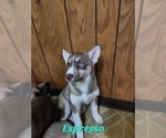 Puppy Espresso Australian Shepherd-Siberian Husky Mix