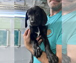 Small #1 Mutt