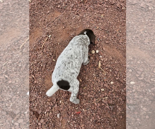 Medium Photo #49 German Shorthaired Pointer Puppy For Sale in EVANSVILLE, WY, USA