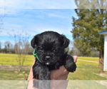 Small Photo #5 Pug-A-Poo Puppy For Sale in MECHANICSVILLE, MD, USA