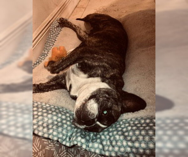 Medium Photo #3 French Bulldog Puppy For Sale in Boca Raton, FL, USA