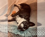 Small #2 French Bulldog