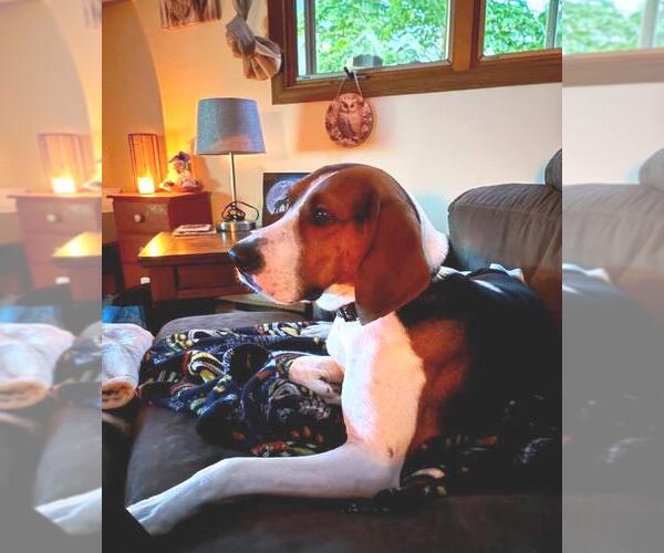 Medium Photo #2 Coonhound Puppy For Sale in Rootstown, OH, USA