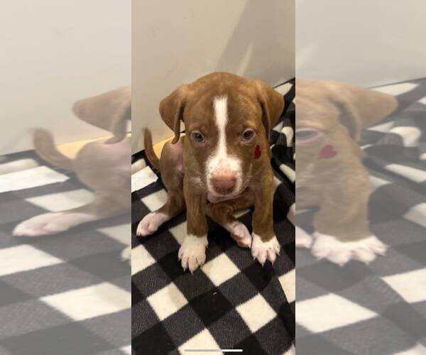 Medium Photo #13 American Staffordshire Terrier-Labrador Retriever Mix Puppy For Sale in Dana Point, CA, USA