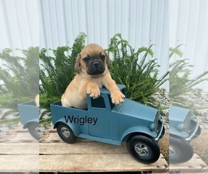 Puggle Puppy for Sale in GOSHEN, Indiana USA