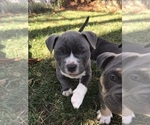 Small Photo #16 American Bully Puppy For Sale in NIXA, MO, USA