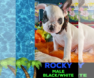 French Bulldog Puppy for sale in HEATHROW, FL, USA