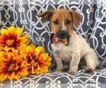 Small Photo #8 Australian Cattle Dog-Jack Russell Terrier Mix Puppy For Sale in LAKELAND, FL, USA
