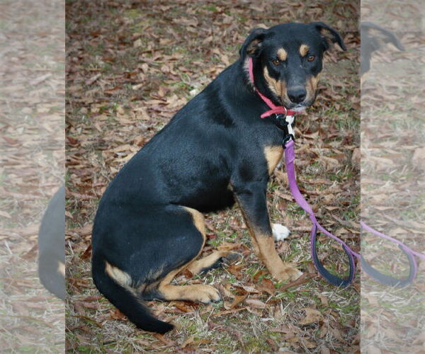 Medium Photo #4 Greater Swiss Mountain Dog-Labrador Retriever Mix Puppy For Sale in Attalka, AL, USA