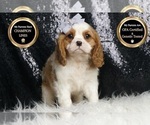 Small #7 Cavalier King Charles Spaniel
