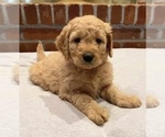 Small Photo #6 Goldendoodle (Miniature) Puppy For Sale in PALOS HEIGHTS, IL, USA